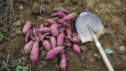 Sweet potato and shovel on the ground