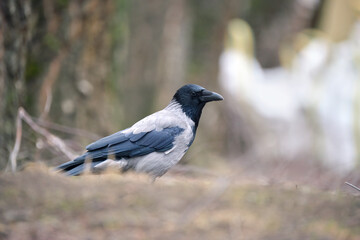Black and white raven crow bird with intelligent eyes and big beak perching on ground on blurred summer background