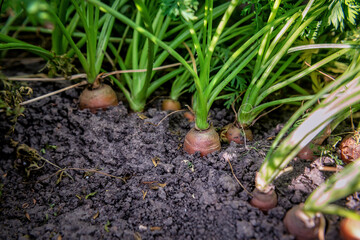 Organic carrot vegetable grows in the garden in the soil