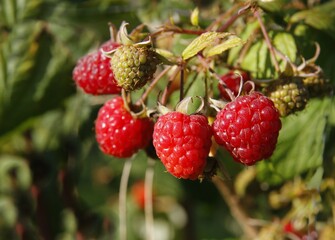 red,sweet,juicy raspberries growing in the garden