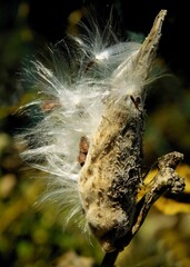 milkweed -Asclepias syriaca plant with seed vesels and blow-balls close up at autumn