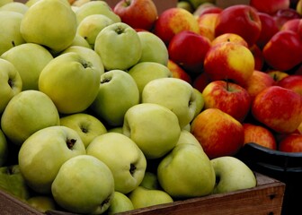 various red,green ,yellow sweet apples from orchard