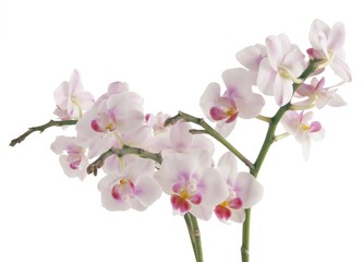 Fototapeta na wymiar prettcolorful flowers of orchid Phalaenopsis close up