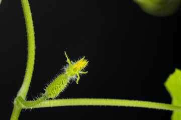 Growing cucumbers from seeds. Step 8 - The first little cucumber