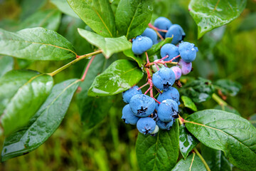 Ripe delicious blueberries on the twig