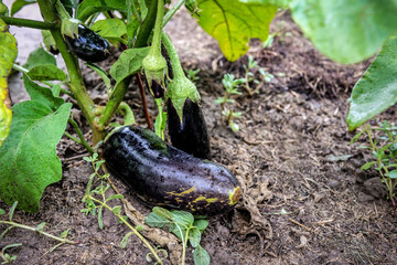 Obraz premium Ripe eggplants after rain growing in garden. Agricultural Plantation with Aubergine vegetables