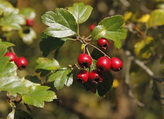 red small fruits of Crataegus leavigata - cocks pur tree at autumn