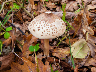 Close-up photo of a mushroom in the autumn forest