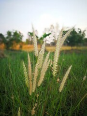 wild grass in the morning