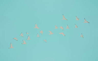 3D rendering flying birds flock silhouettes on wall cut out background. pigeon outline. symbol of freedom.