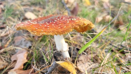 fly agaric mushroom