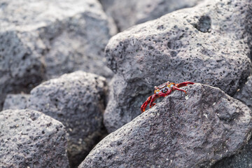 Colorful crab resting over some rocks near Santa Cruz harboour, Galapagos, Ecuador