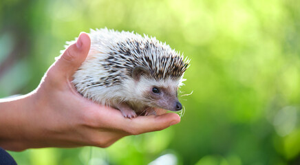 Human hands holding little african hedgehog pet outdoors on summer day. Keeping domestic animals and caring for pets concept