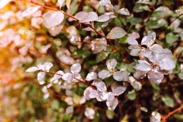 leaves of ornamental shrub are red in color with white spots of powdery mildew. Disease of garden plants, treatment of fungal seasonal diseases