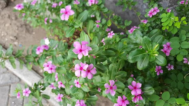 Pink flowers of Catharanthus roseus, or Madagascar periwinkle, blooming on the garden, swaying in the wind
