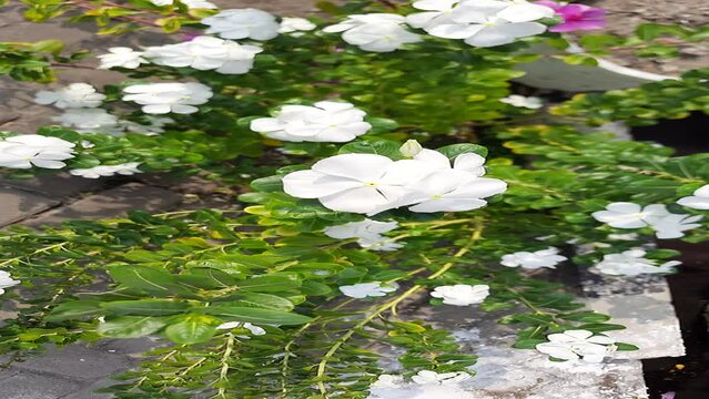 White flowers of Catharanthus roseus, or Madagascar periwinkle, blooming on the garden, swaying in the wind
