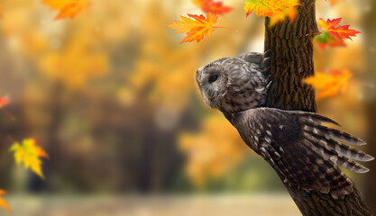 Tawny owl or brown owl ( Strix aluco ) on tree among autumnal yellow trees in forest. Autumnal...