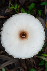 Mushrooms in the rainforest, Thailand, Southeast Asia
