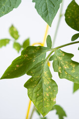 Yellow spots on tomato leaves. Plant diseases during the cultivation of vegetables