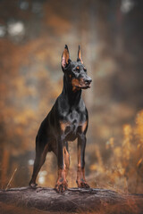 European doberman puppy dog standing on a fallen tree in autumn forest