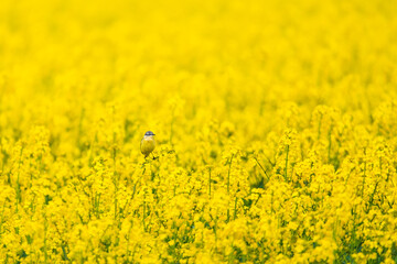 Feldspeerling auf der suche nach Insekten