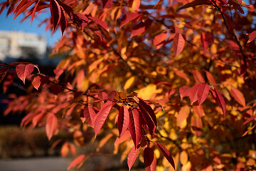 Closeup photography of golden and red autumn leafs in sunlight.