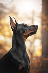 European doberman dog with cropped ears in autumn sunset forest. Close-up portrait.