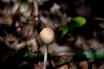 Mushrooms in the rainforest, Thailand, Southeast Asia
