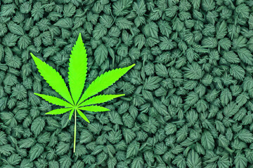 Marijuana leaf background