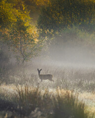 Reh am Morgen im Nebel © Christian-Grewe