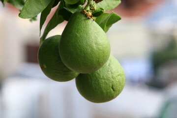 Rich harvest of citrus fruits on trees in a city park in Israel.
