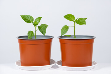 Growing peppers from seeds. Step 8 - the plant grows in a pot.