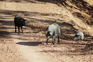 Cerdo de raza ib&eacute;rica en la dehesa