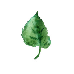 green leaf isolated on white