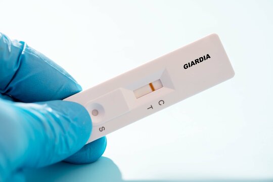 Giardia  Rapid Test Cassette In Doctor Hand