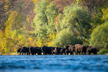 A herd of European Bison in the river. Wisent, Bison bonasus. Bieszczady, Carpathians, Poland.