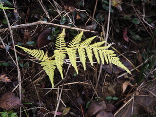 シダ植物
