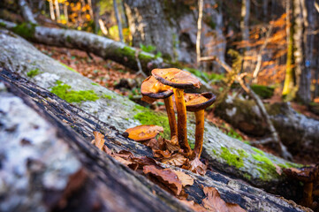 Pilze wachsen auf Baumstamm