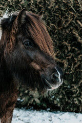 Fototapeta premium Islandpferd / Isländer