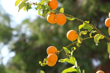 Rich harvest of citrus fruits on trees in a city park in Israel.