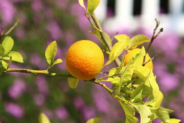 Rich harvest of citrus fruits on trees in a city park in Israel.
