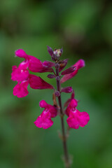 purple pink flowers of salvia involucrata bethellii rosy leaf sage on a blurred green background