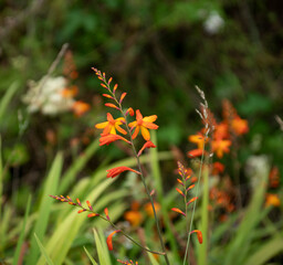 Orange montbretia flowers bloom on roadsides in Ireland
