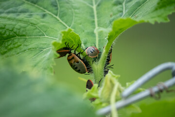 Many Bugs eat vegetable leaves.