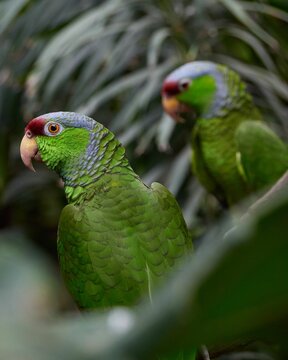 Closeup of a pair of Lilac-crowned Amazon Parrots