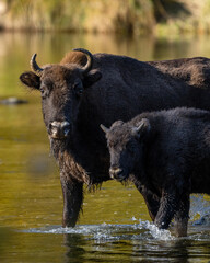 Fototapeta premium A herd of European Bison in the river. Wisent, Bison bonasus. Bieszczady, Carpathians, Poland.
