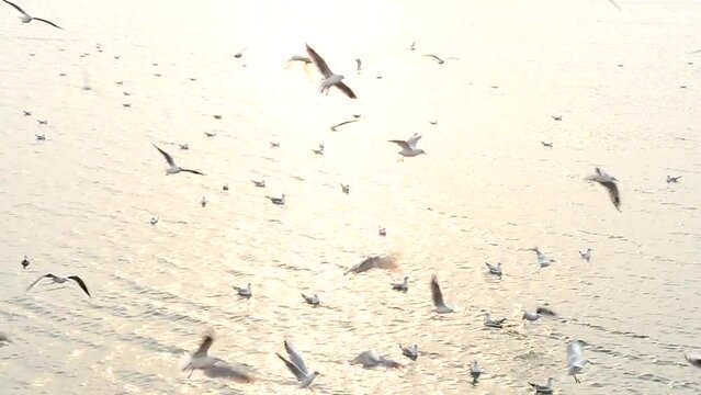 Seagulls over a ray of sunlight. Sea landscape