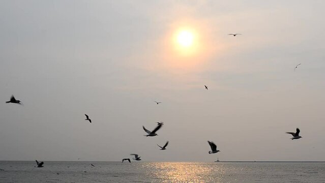 Sea beach. Packs of seagulls