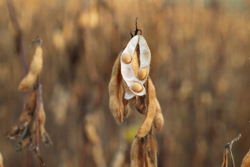 Legume of soybean (Glycine max) at a field ready to harvest.