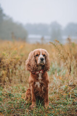 english cocker spaniel 